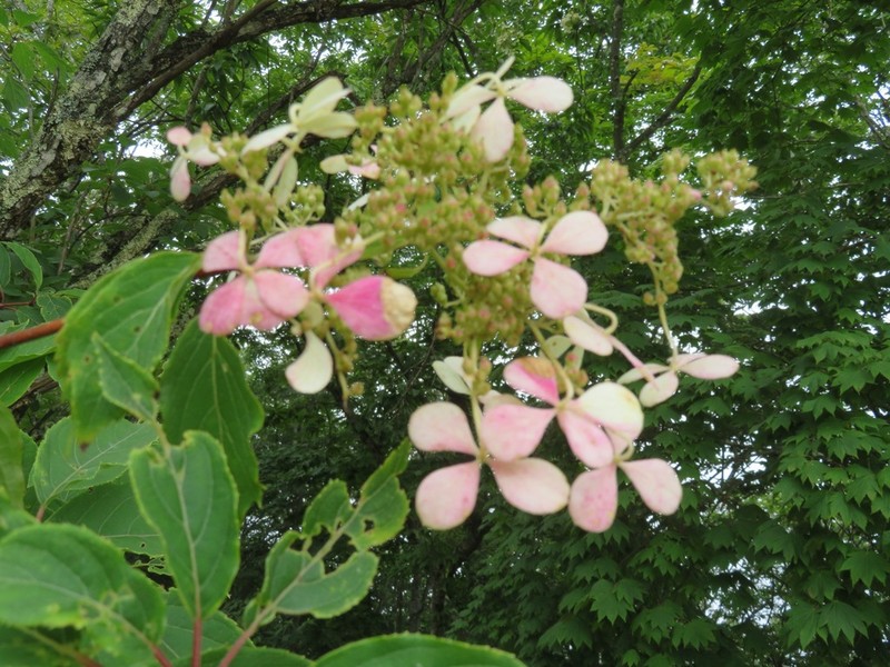Panicled Hydrangea photo 2