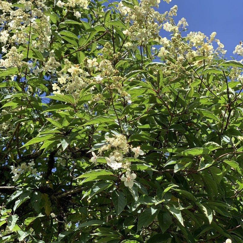 Panicled Hydrangea photo 3