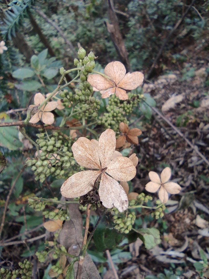 Panicled Hydrangea photo 4