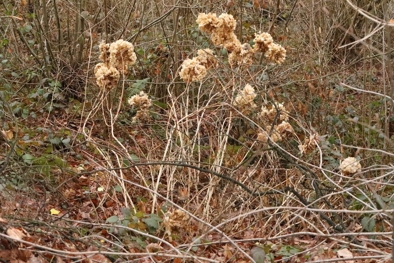 Panicled Hydrangea photo 5