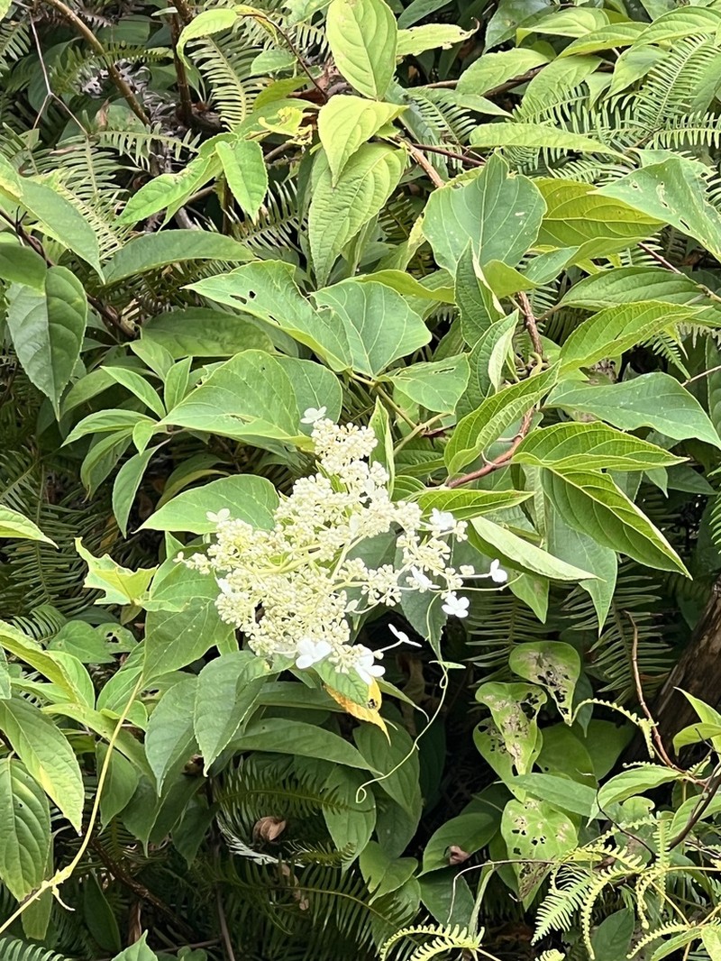 Panicled Hydrangea photo 6