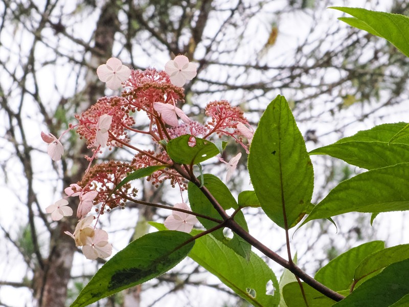 Panicled Hydrangea photo 7