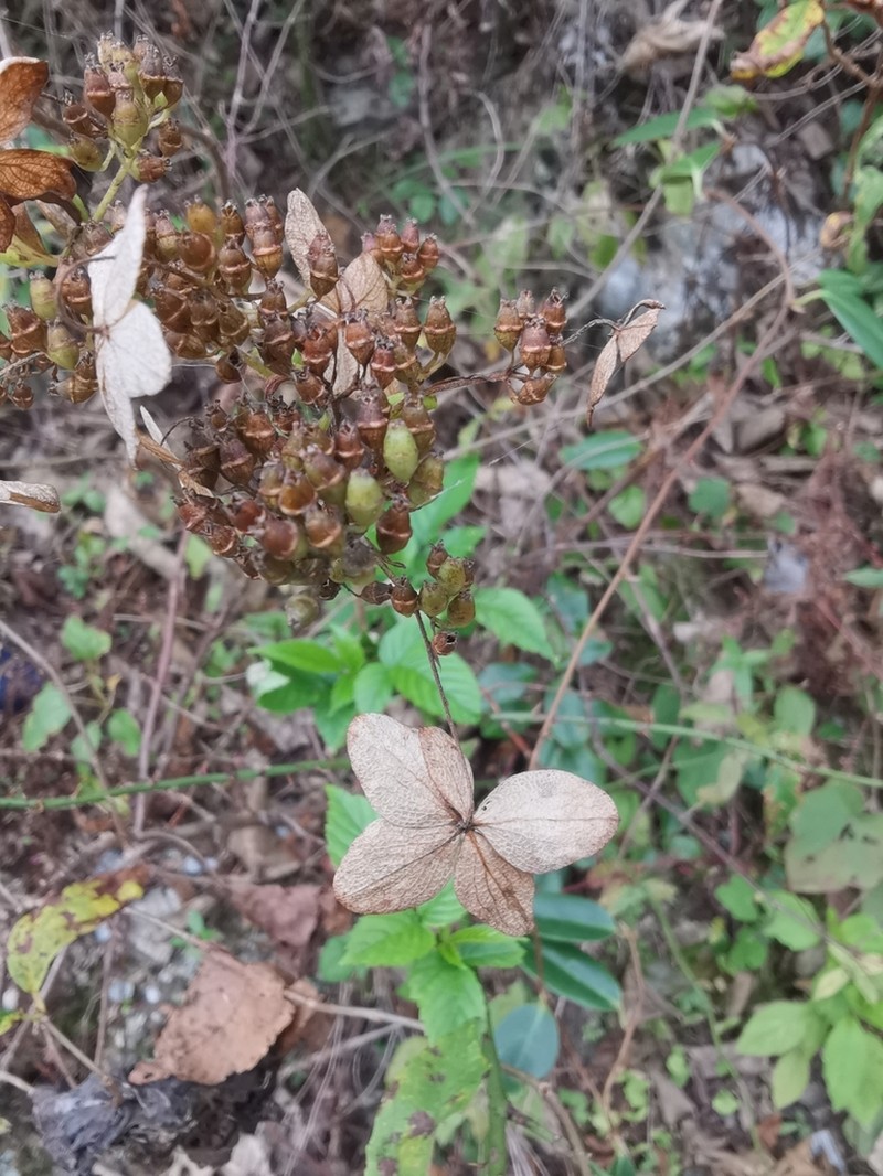 Panicled Hydrangea photo 8