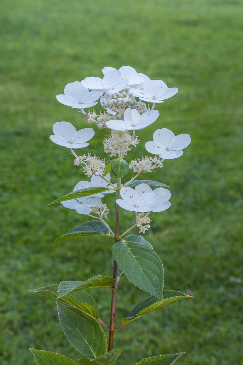 Panicled Hydrangea photo 6