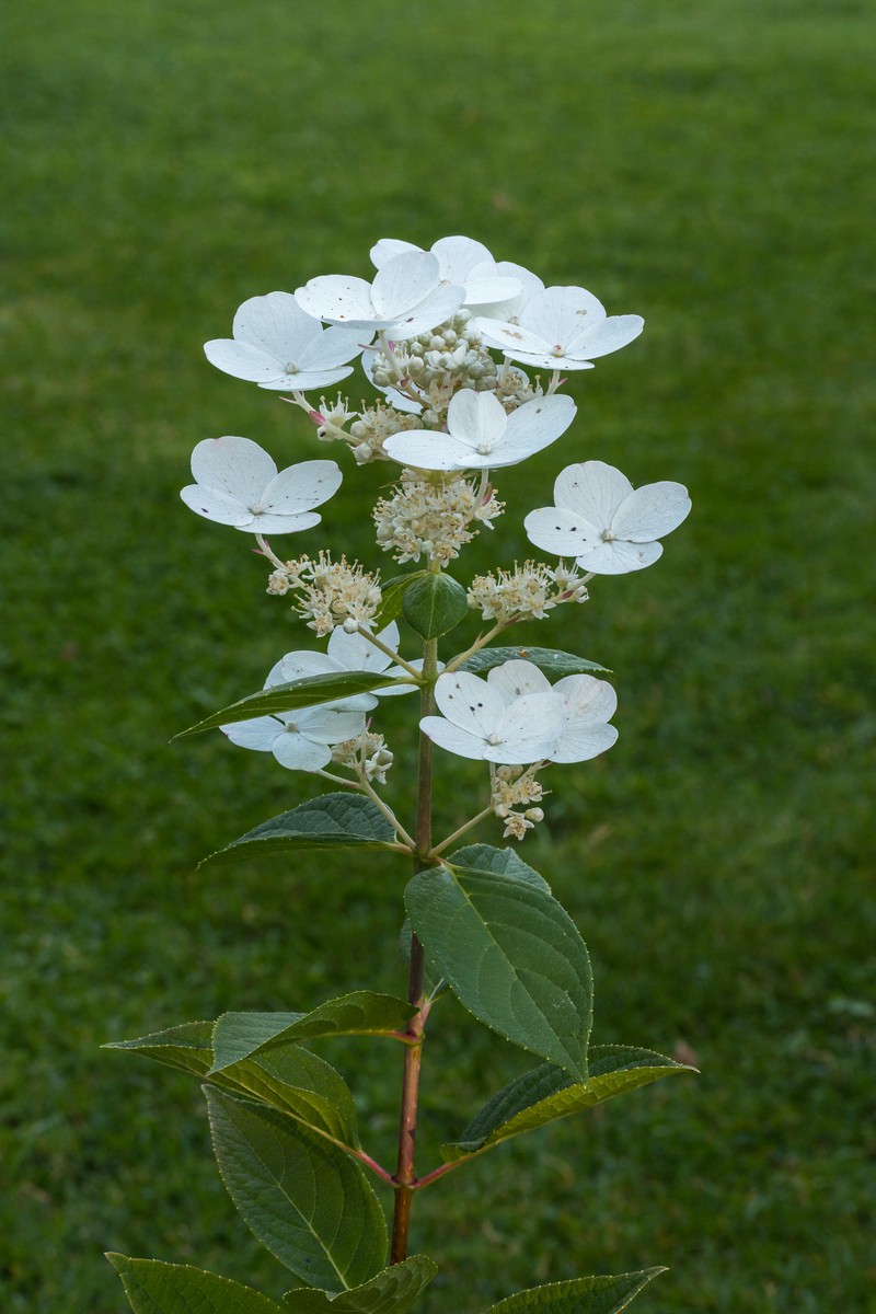 Panicled Hydrangea photo 2