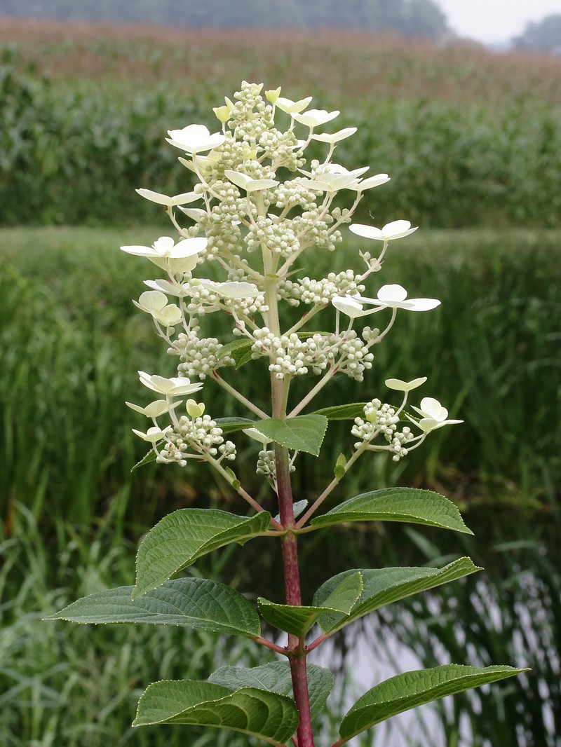 Panicled Hydrangea photo 3