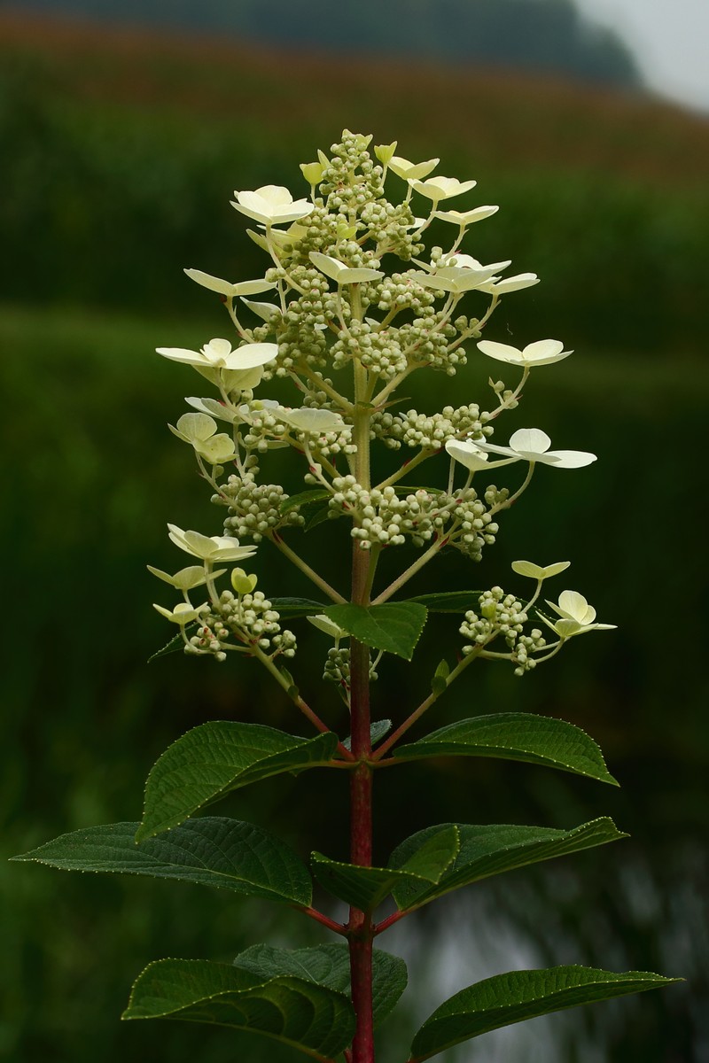 Panicled Hydrangea photo 4