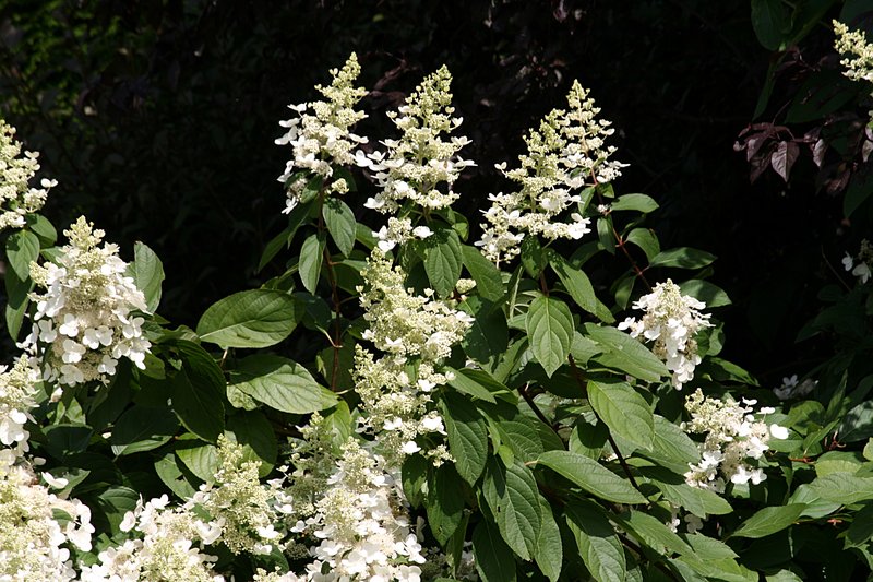 Panicled Hydrangea