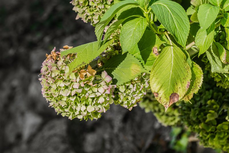 Panicled Hydrangea photo 7