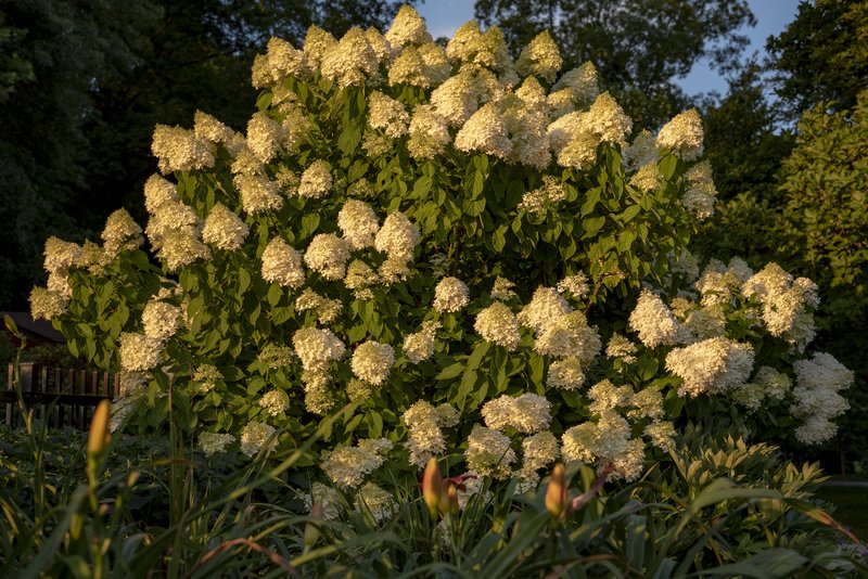 Panicled Hydrangea photo 8