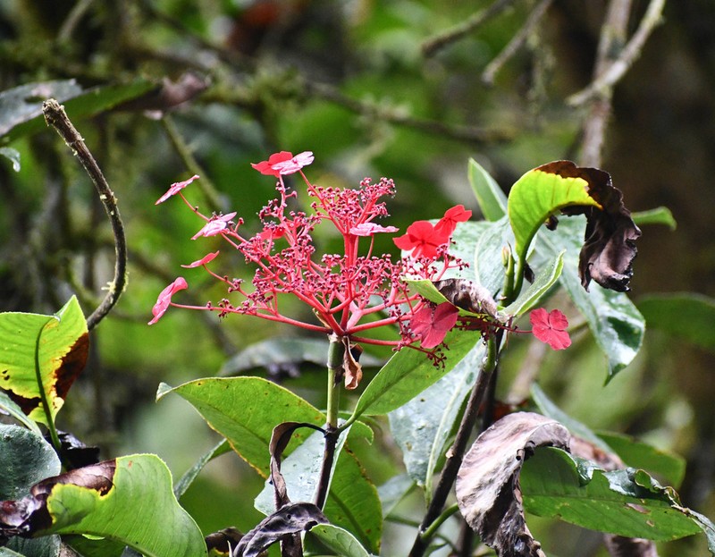 Hydrangea peruviana