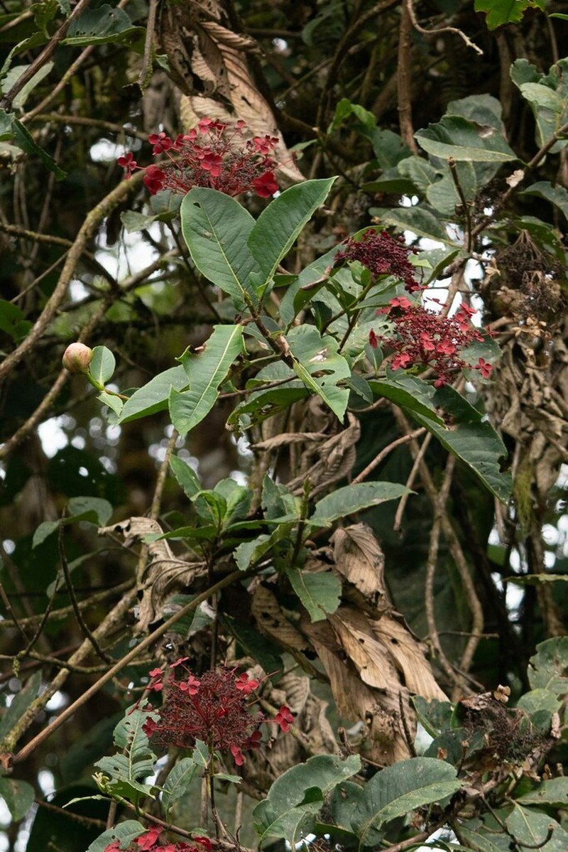 Hydrangea peruviana photo 2