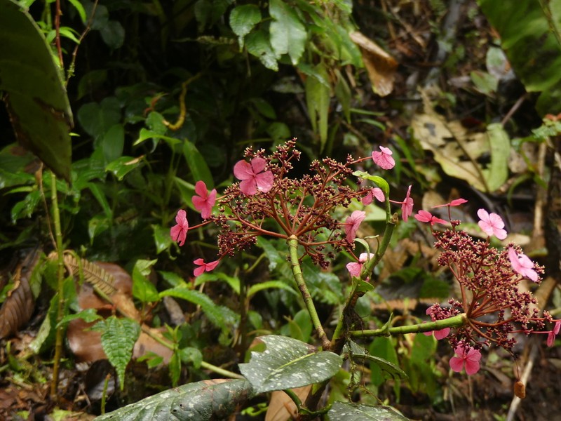 Hydrangea peruviana photo 3