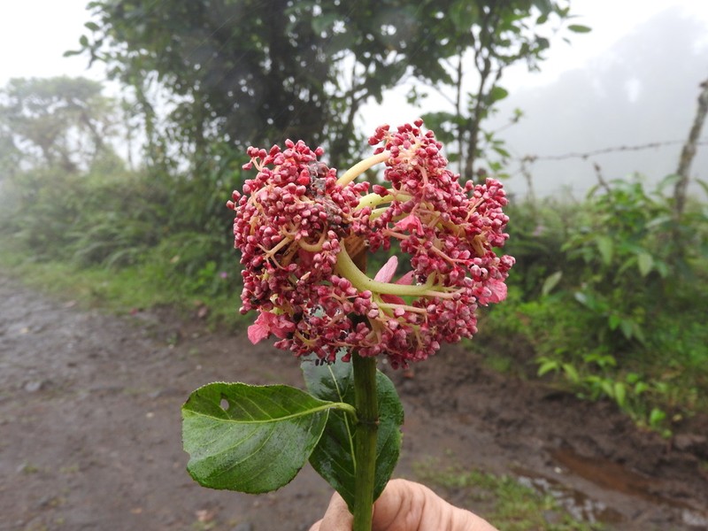 Hydrangea peruviana photo 4