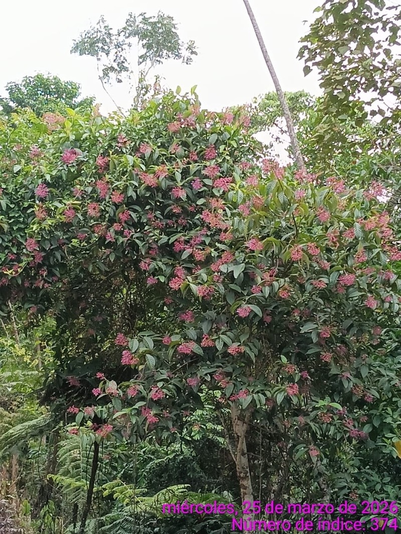 Hydrangea peruviana photo 5