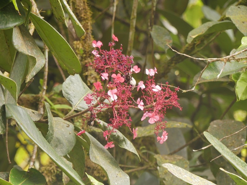 Hydrangea peruviana photo 7