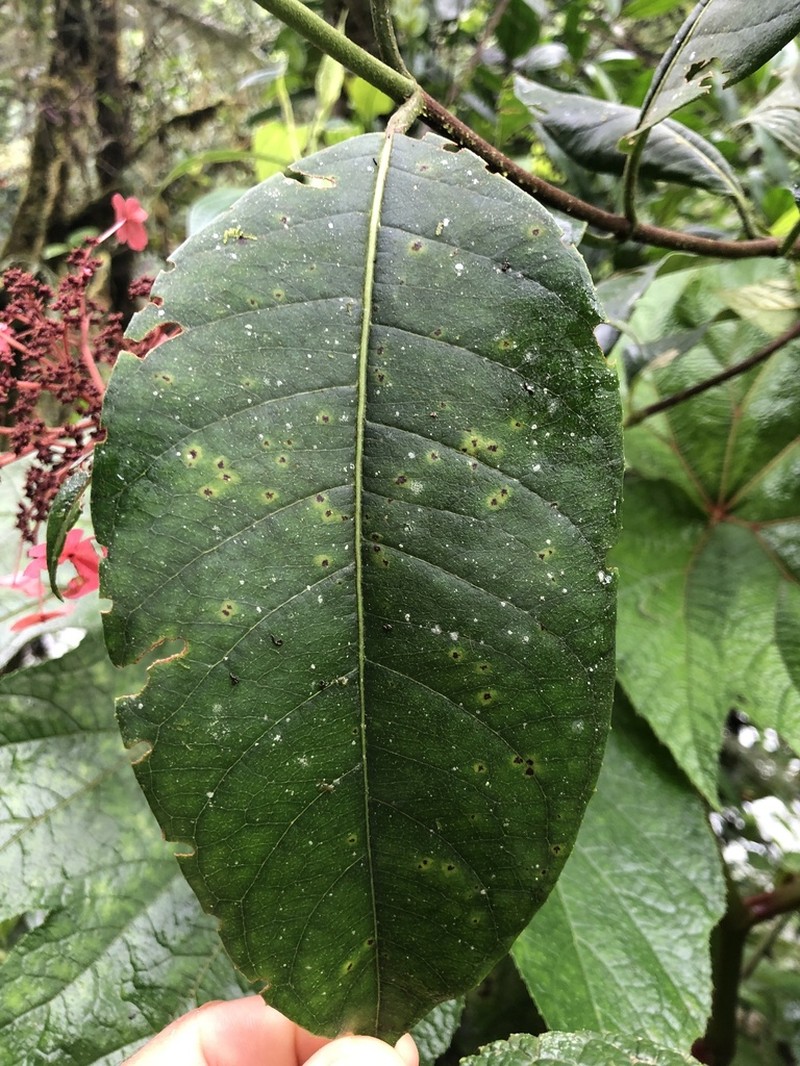 Hydrangea peruviana photo 8