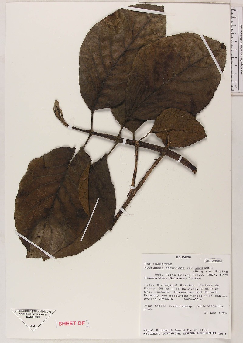 Hydrangea peruviana var. oerstedii