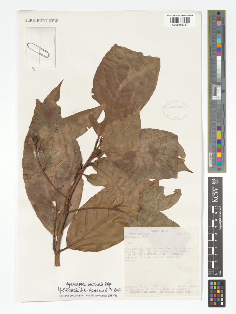 Hydrangea peruviana var. oerstedii photo 2