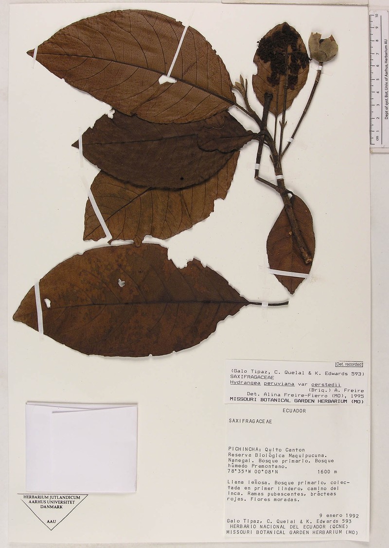 Hydrangea peruviana var. oerstedii photo 3