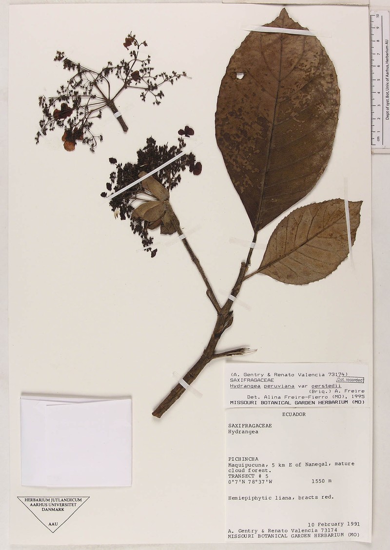 Hydrangea peruviana var. oerstedii photo 4