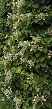 Hydrangea petiolaris