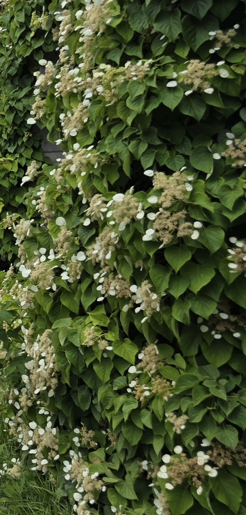 Hydrangea petiolaris