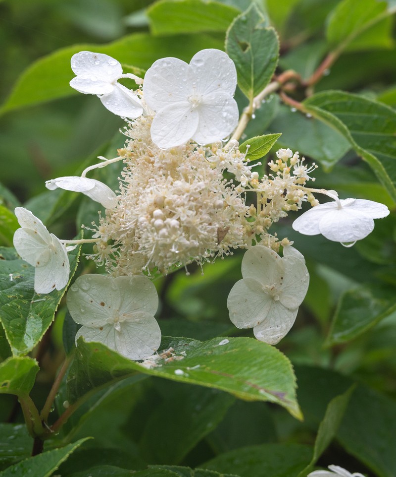 Hydrangea petiolaris photo 2