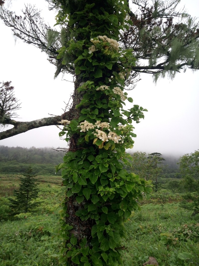 Hydrangea petiolaris photo 3