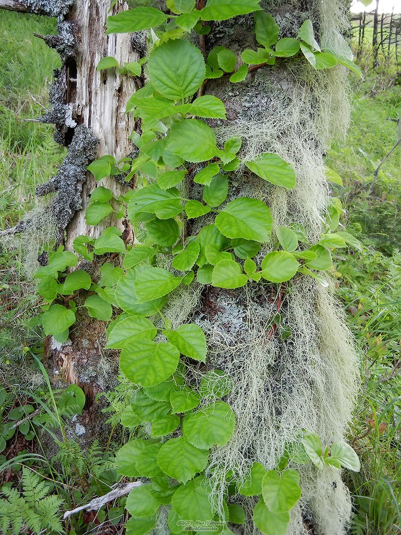 Hydrangea petiolaris photo 4