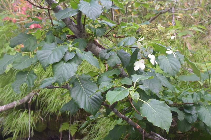 Hydrangea petiolaris photo 6