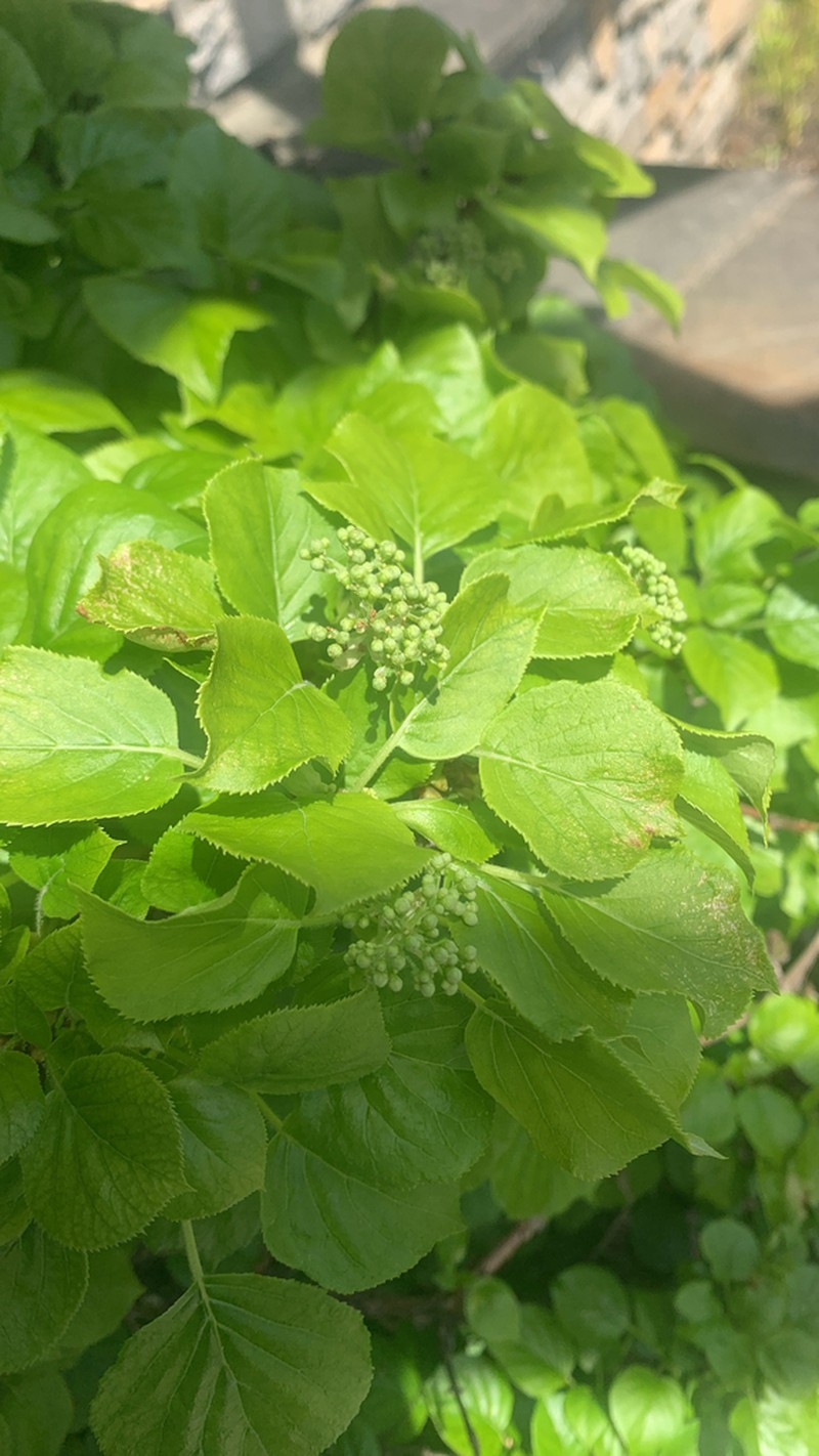 Hydrangea petiolaris photo 7