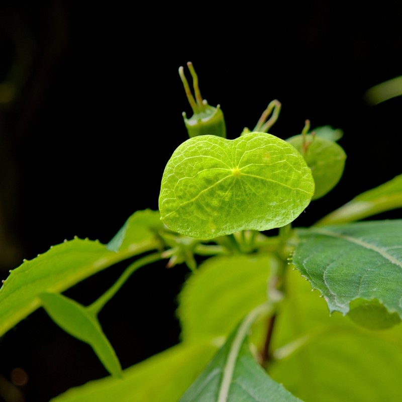 Hydrangea platyarguta photo 2