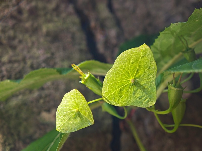 Hydrangea platyarguta photo 3