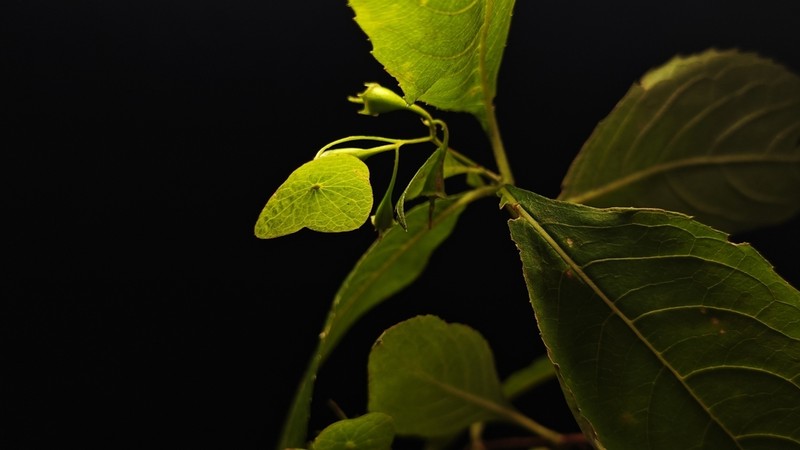 Hydrangea platyarguta photo 6