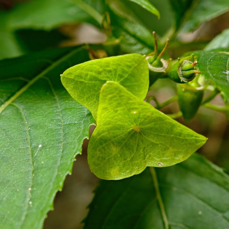 Hydrangea platyarguta photo 7
