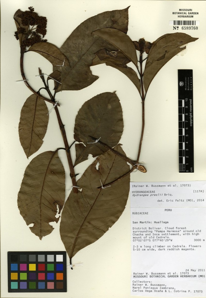 Hydrangea preslii