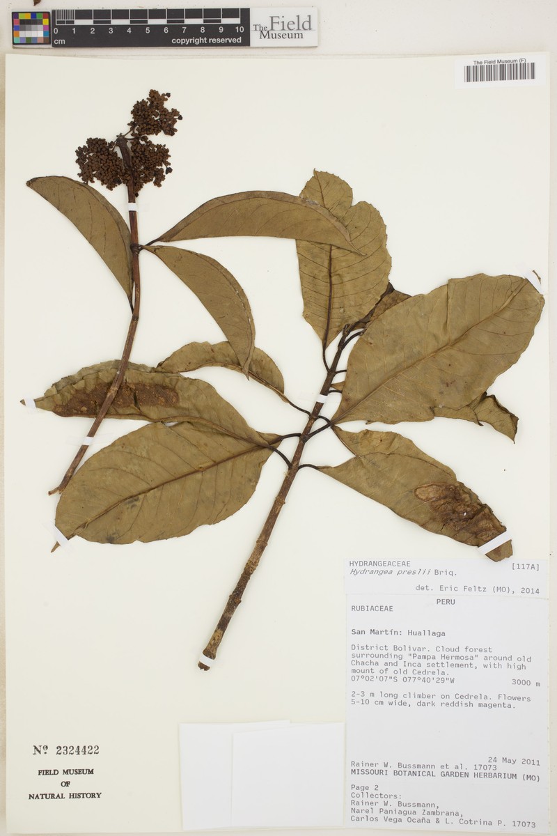 Hydrangea preslii photo 2