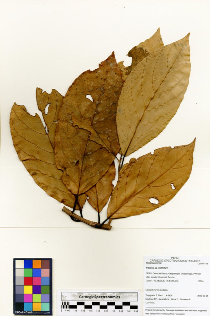 Hydrangea preslii photo 4