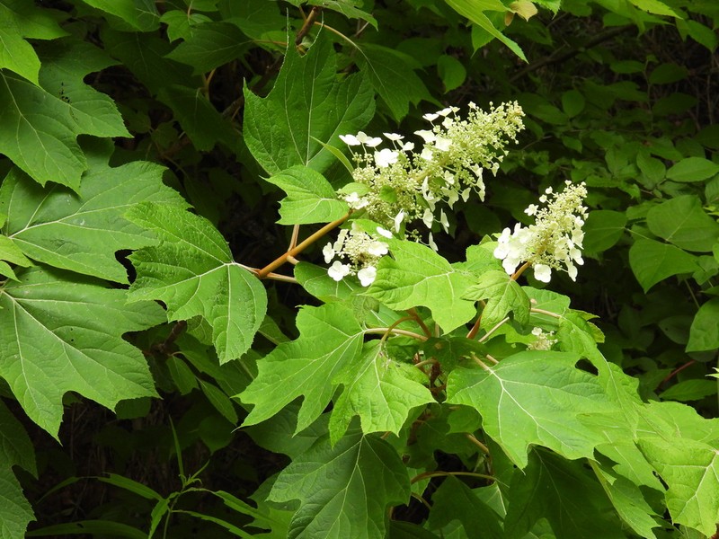 Oakleaf Hydrangea