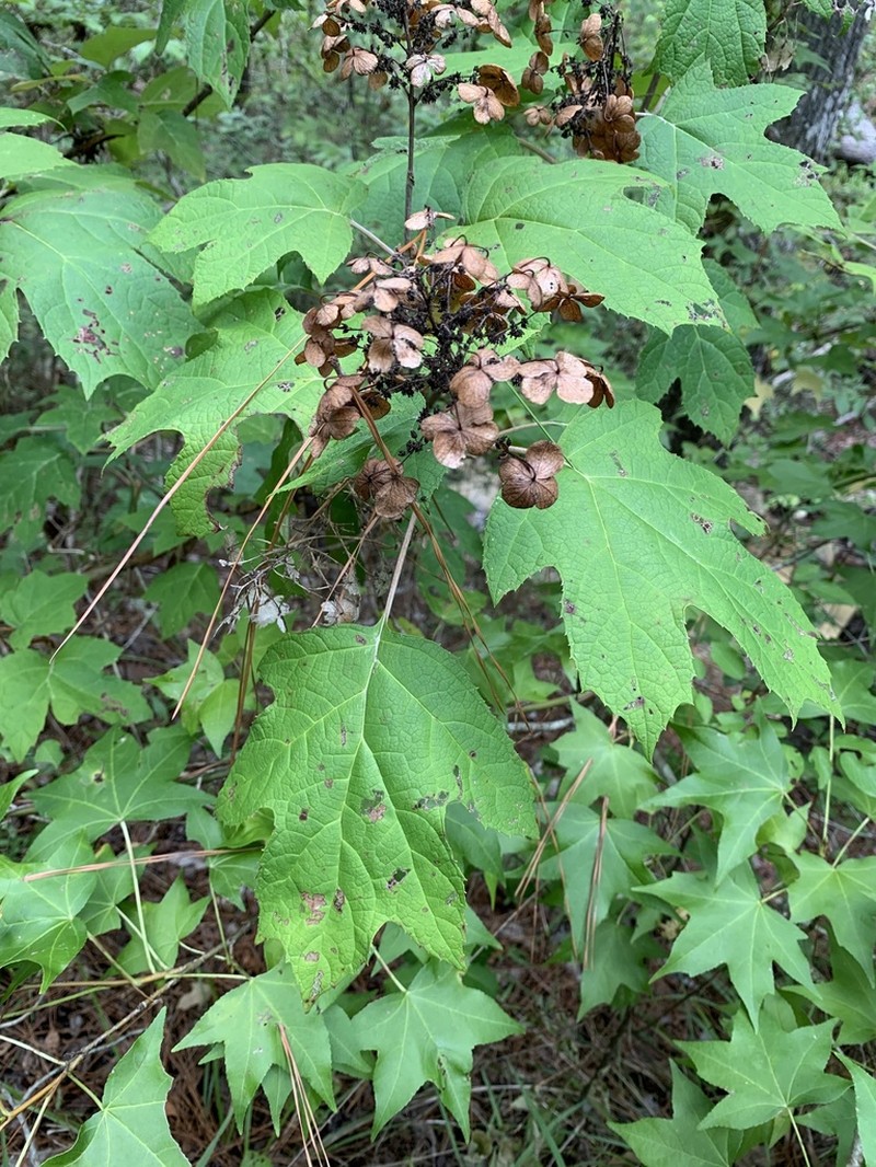 Oakleaf Hydrangea photo 2
