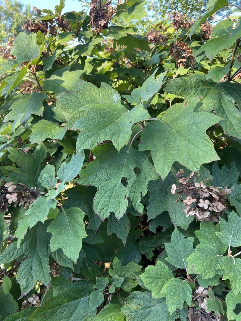 Oakleaf Hydrangea photo 4