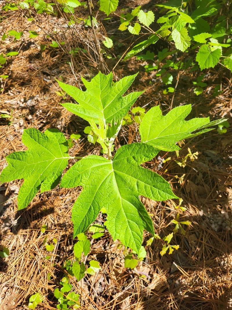 Oakleaf Hydrangea photo 6