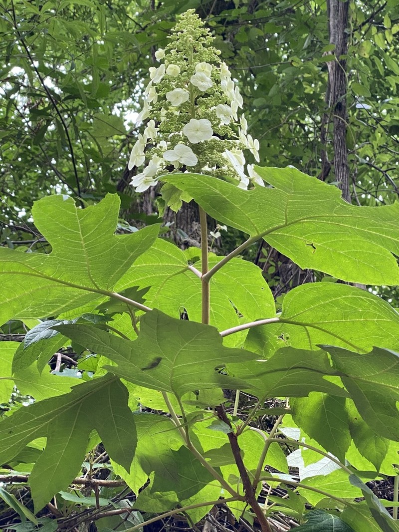 Oakleaf Hydrangea photo 7