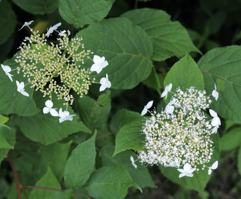 Silverleaf Hydrangea photo 2