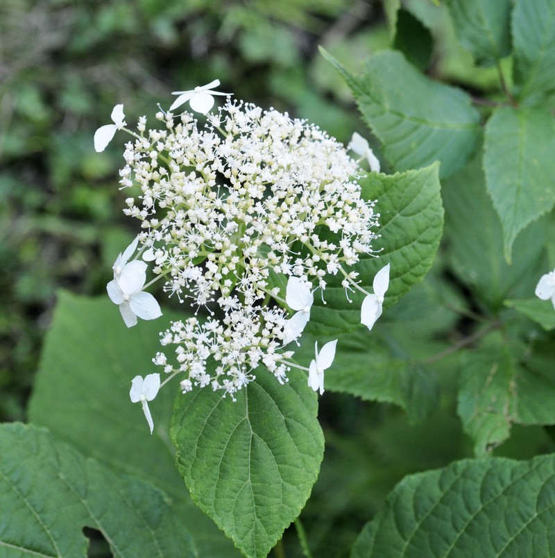 Silverleaf Hydrangea photo 3