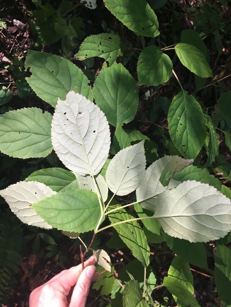 Silverleaf Hydrangea
