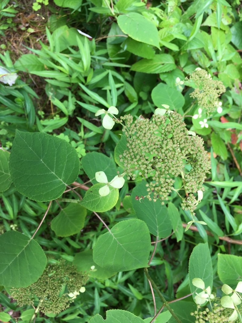 Silverleaf Hydrangea photo 2