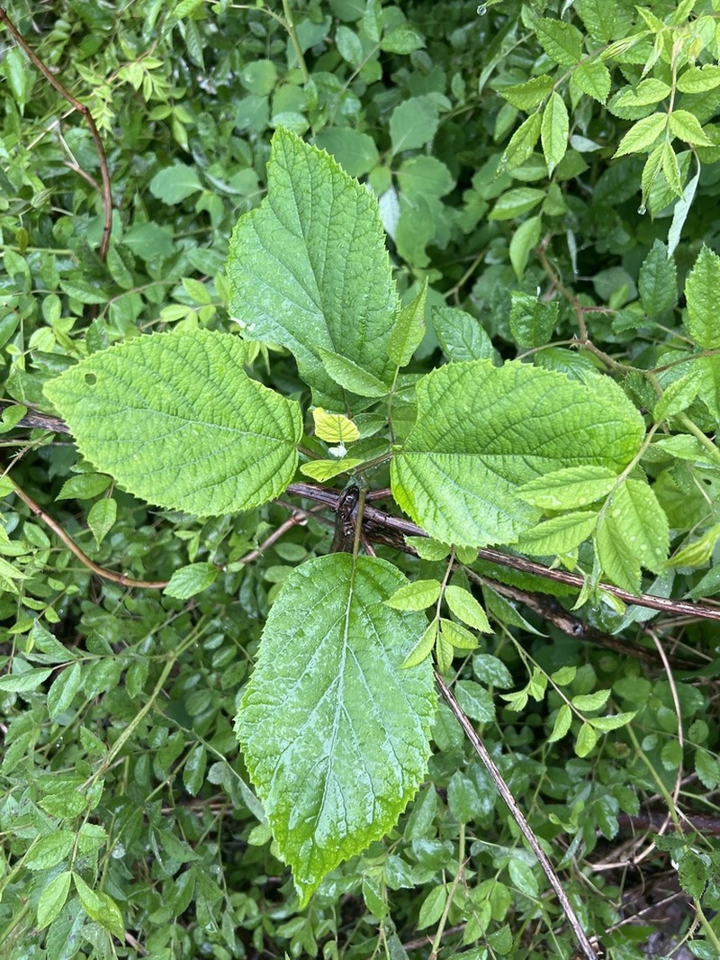 Silverleaf Hydrangea photo 5