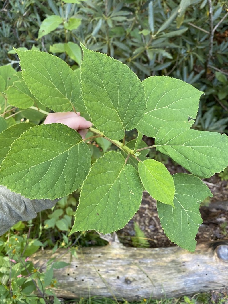 Silverleaf Hydrangea photo 6